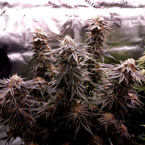 Granddaddy Purple growlog timeline photo