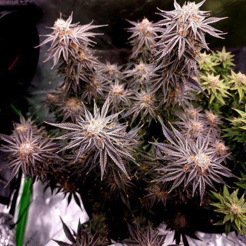 Granddaddy Purple growlog timeline photo