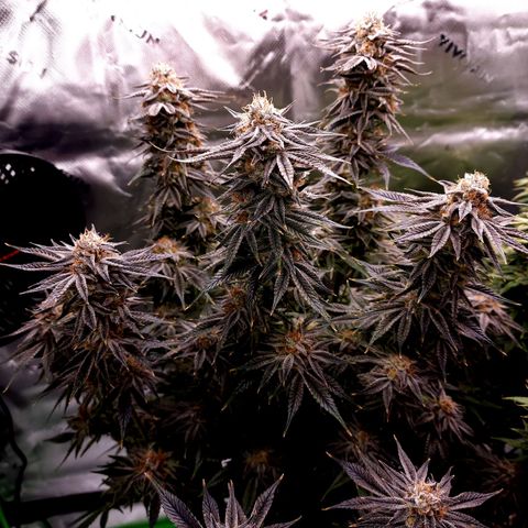Granddaddy Purple growlog timeline photo