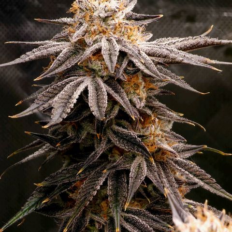 Granddaddy Purple growlog timeline photo