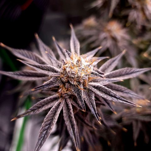 Granddaddy Purple growlog timeline photo
