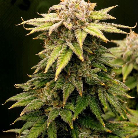 Bubba Kush growlog timeline photo