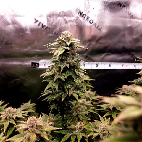 Bubba Kush growlog timeline photo