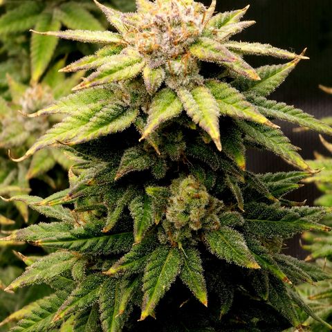 Bubba Kush growlog timeline photo