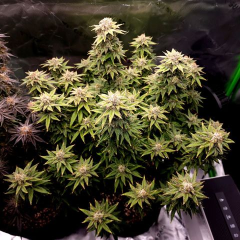 Bubba Kush growlog timeline photo