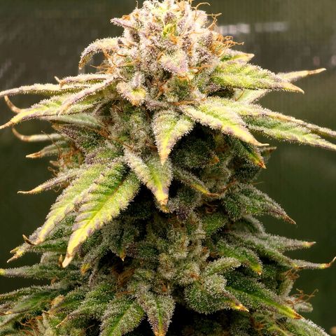 Bubba Kush growlog timeline photo