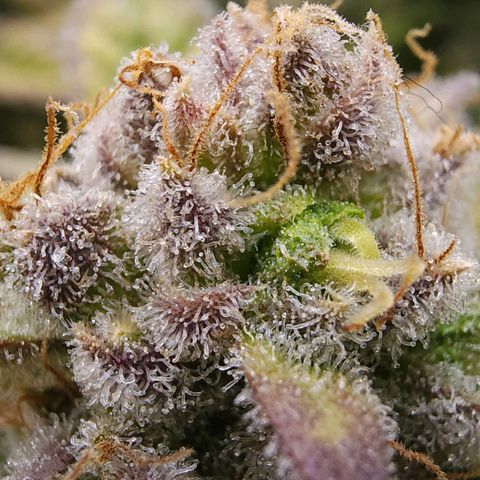 Bubba Kush growlog timeline photo
