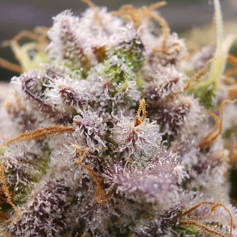 Bubba Kush growlog timeline photo