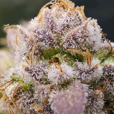Bubba Kush growlog timeline photo
