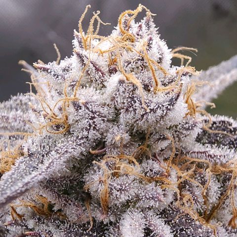 Granddaddy Purple growlog timeline photo