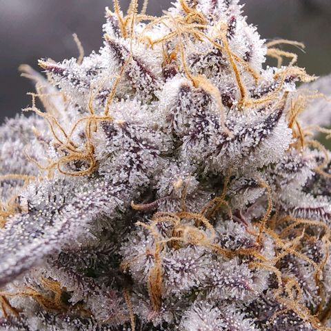 Granddaddy Purple growlog timeline photo