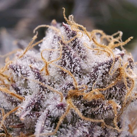 Granddaddy Purple growlog timeline photo