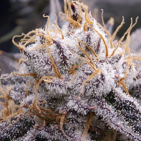 Granddaddy Purple growlog timeline photo
