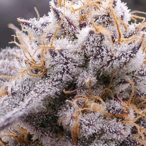 Granddaddy Purple growlog timeline photo