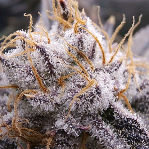 Granddaddy Purple growlog timeline photo
