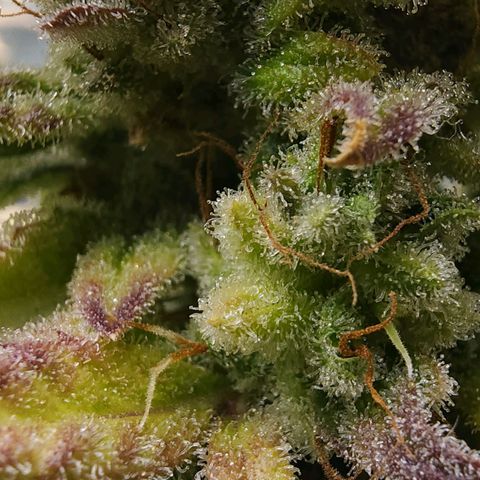 Bubba Kush growlog timeline photo