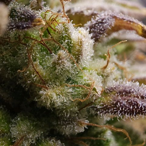 Bubba Kush growlog timeline photo