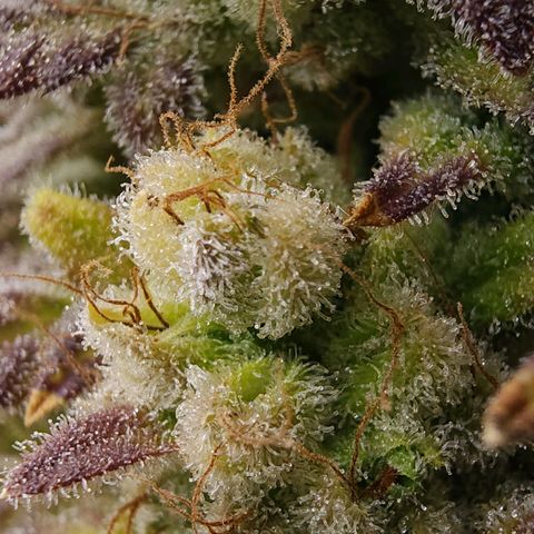 Bubba Kush growlog timeline photo