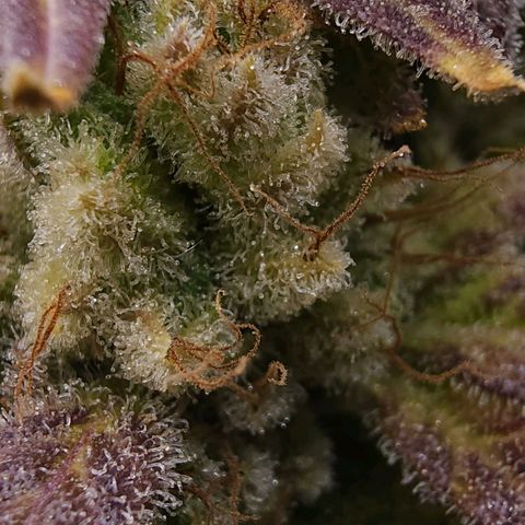 Bubba Kush growlog timeline photo