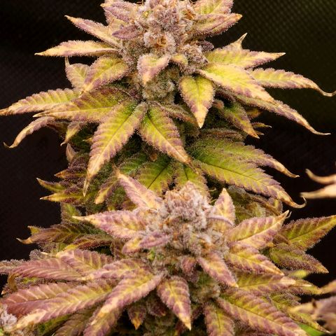 Bubba Kush growlog timeline photo