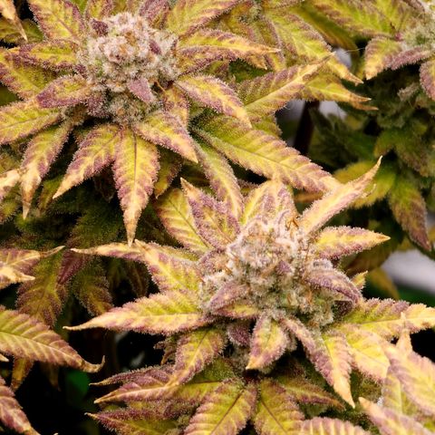 Bubba Kush growlog timeline photo
