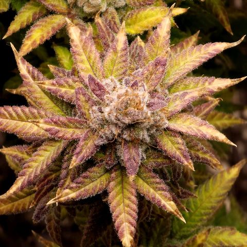 Bubba Kush growlog timeline photo