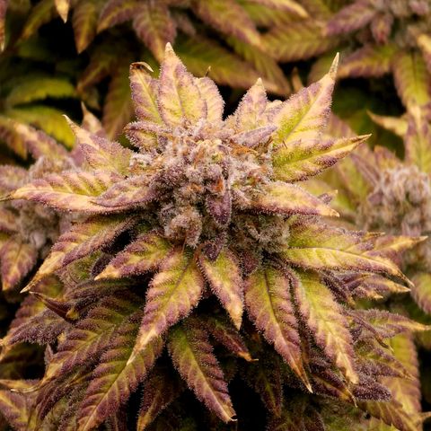 Bubba Kush growlog timeline photo
