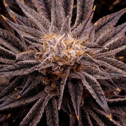 Granddaddy Purple growlog timeline photo