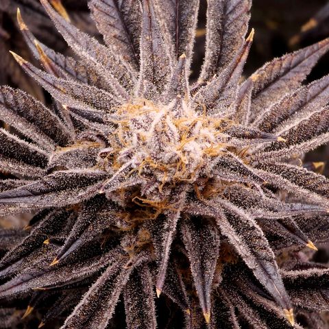Granddaddy Purple growlog timeline photo
