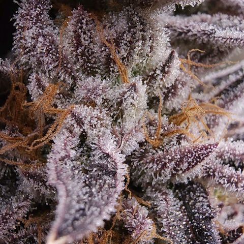 Granddaddy Purple growlog timeline photo