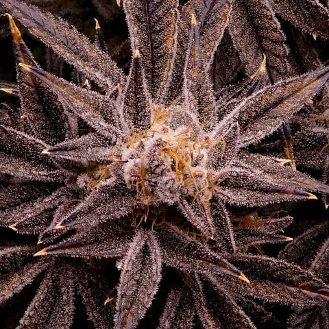 Granddaddy Purple growlog timeline photo