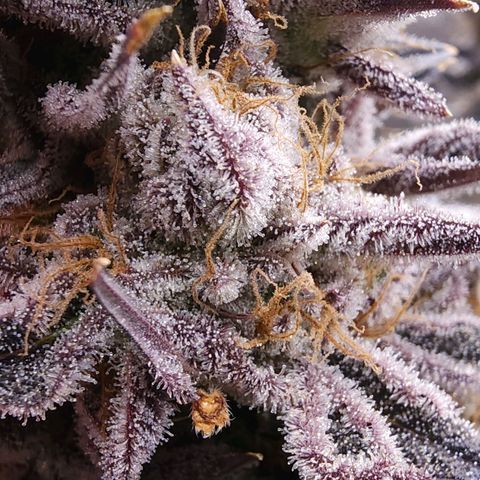 Granddaddy Purple growlog timeline photo