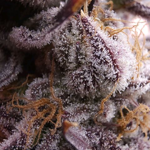 Granddaddy Purple growlog timeline photo