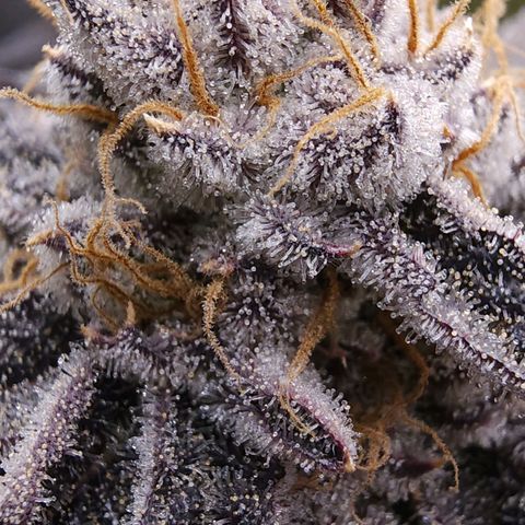 Granddaddy Purple growlog timeline photo