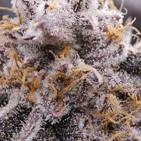 Granddaddy Purple growlog timeline photo