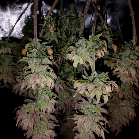 Bubba Kush growlog timeline photo