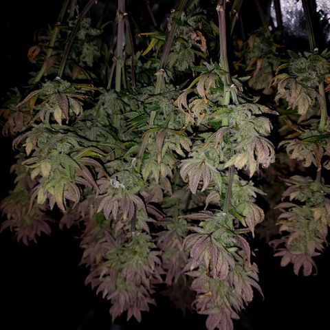 Bubba Kush growlog timeline photo