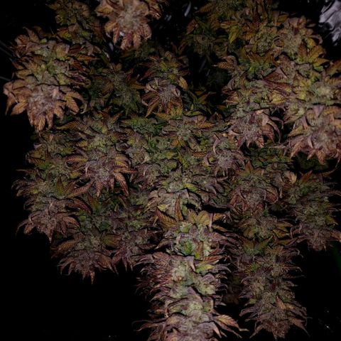 Bubba Kush growlog timeline photo