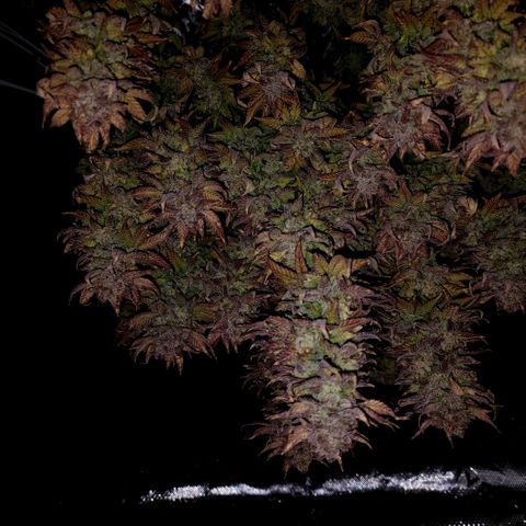 Bubba Kush growlog timeline photo