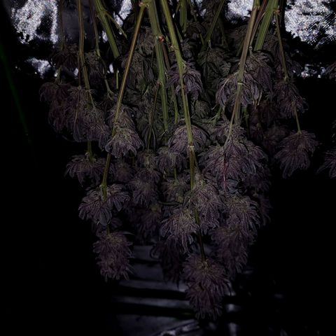 Granddaddy Purple growlog timeline photo