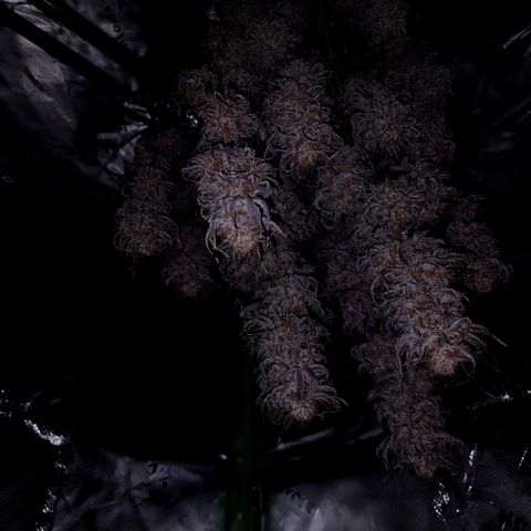 Granddaddy Purple growlog timeline photo