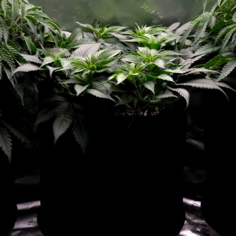 Diesel growlog timeline photo