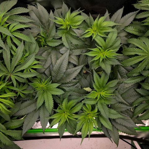 Diesel growlog timeline photo