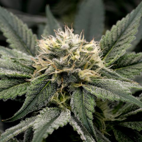Diesel growlog timeline photo