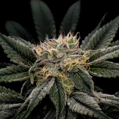 Diesel growlog timeline photo