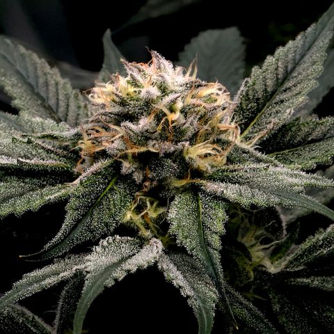 Diesel growlog timeline photo