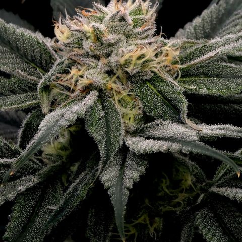 Diesel growlog timeline photo