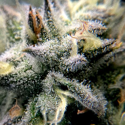 Diesel growlog timeline photo