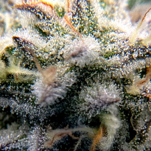 Diesel growlog timeline photo