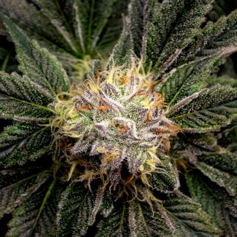 Diesel growlog timeline photo